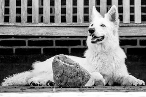 Zwiterse witte herder