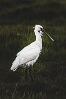 Dark Whites - Spatule 1 ~ formelle
