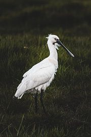 Dark Whites - Spoonbill 1 ~ formal by Peter Boon