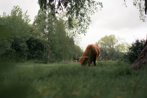 Schotse Hooglander in kleur