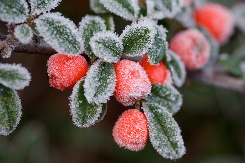 Cotoneaster