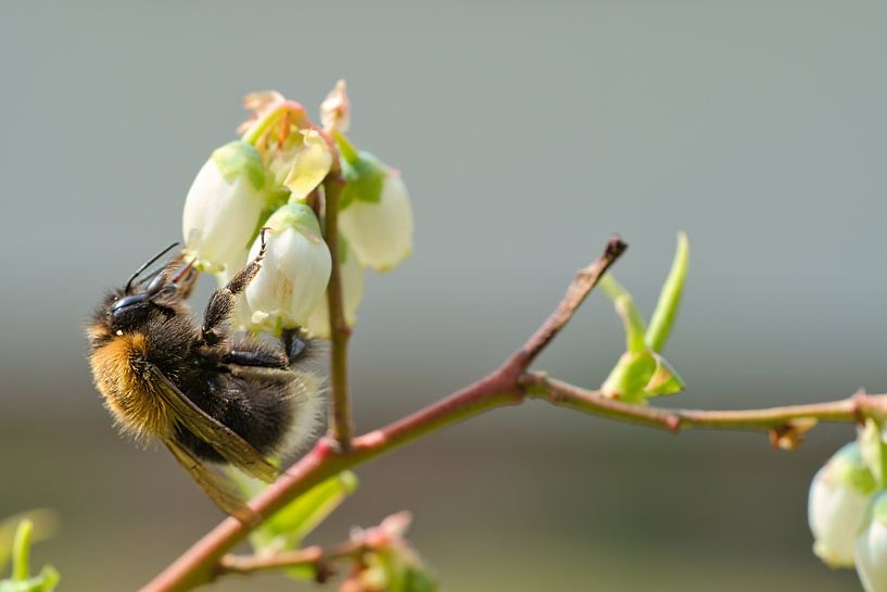 Bumblebee on a flower collecting nectar by Martin Köbsch