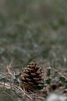 La nature minimaliste aux Pays-Bas