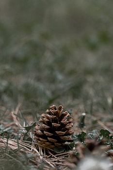 Minimalist Nature in the Netherlands