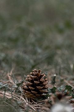 Minimalistische Natuur in Nederland