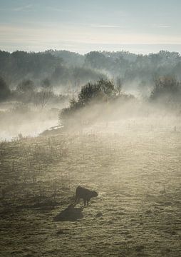 matin brumeux sur Stefan Lok