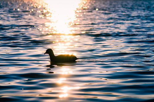 Blässhuhn im Sonnenuntergang von Nicc Koch