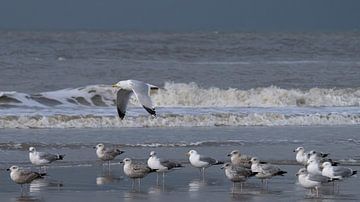 Mouettes sur la plage de la mer du Nord sur Peter Bartelings