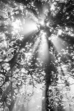 Murmures de lumière - Magie monochrome dans la forêt sur Femke Ketelaar