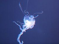 Weiße Quallen im Aquarium