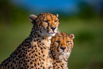 Cheetah Maleika van Peter Michel