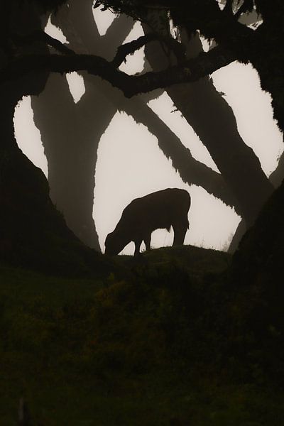 Nature in the mist by Patrick Gamelkoorn