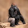 Gorilla mannetje zittend van Mario Plechaty Photography