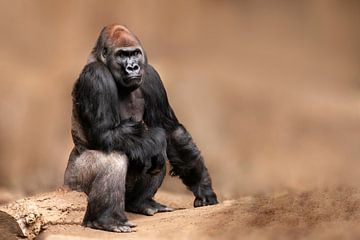 Gorilla male sitting by Mario Plechaty Photography