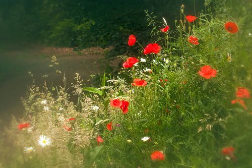 a field of poppies