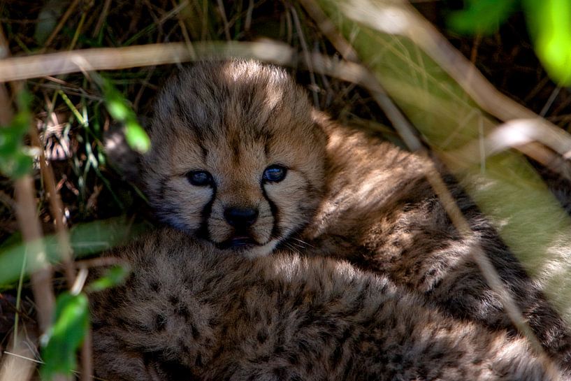 Cheetah baby 2 days age by Peter Michel