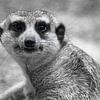 Meerkat portret ck van Barbara Fraatz