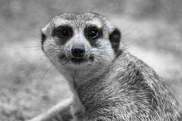 Portrait de suricate ck