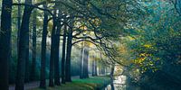 Morning in the Horsten