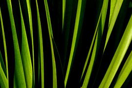 GRASSEN 8 van Miroslav Ptacek