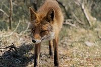 Renard sauvage dans les dunes de l'approvisionnement en eau d'Amsterdam