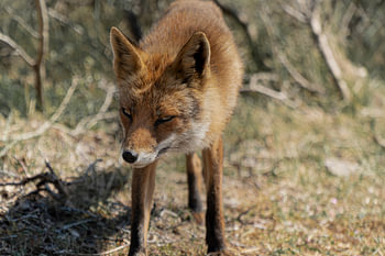 Wildfuchs in den Amsterdamer Wasserversorgungsdünen