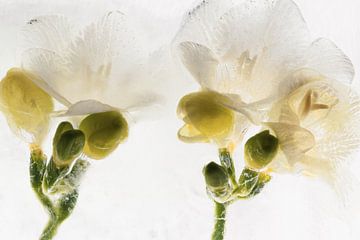 Weisse Freesien in Eis 3
