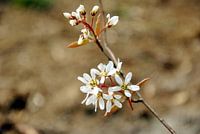 Blüte Nahaufnahme