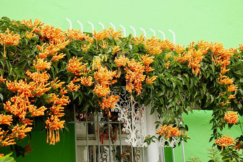 Green house in Bo-Kaap Capetown von Marieke Funke