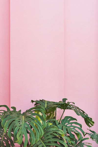Planten op roze by Anki Wijnen