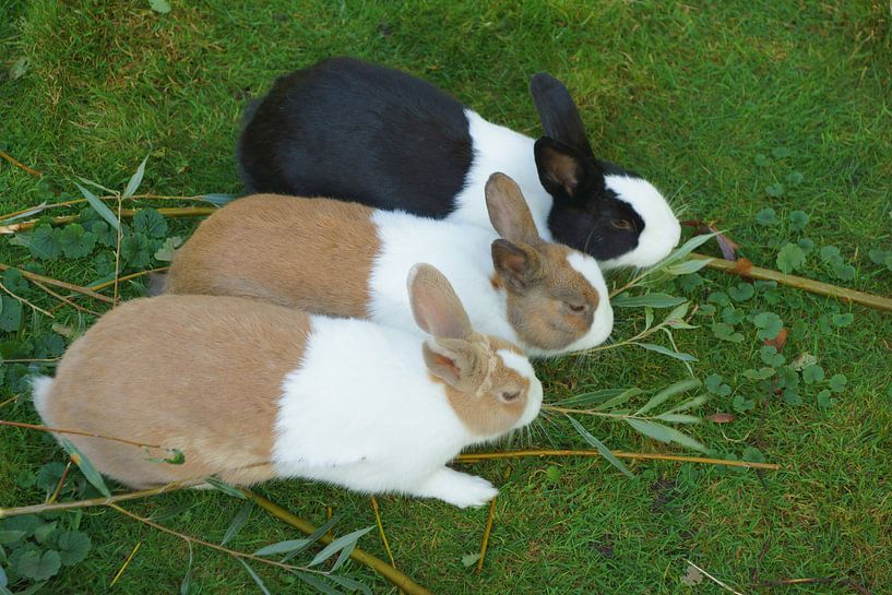 Three Bunnies by Michel van Kooten