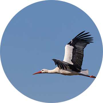 Stork in flight - No. 01 van Ursula Di Chito