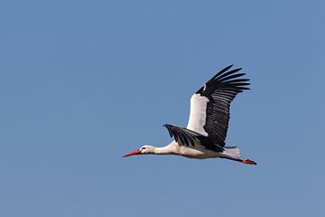 Stork in flight - No. 01 van Puravida - Fotografie en fotokunst
