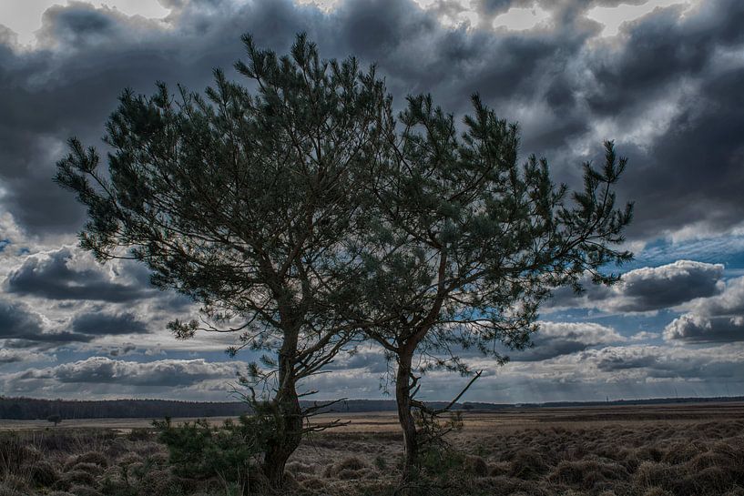Spring in the park De Hoge Veluwe by Hans Lubout