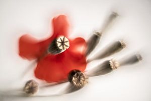 In en na de bloei van haar leven van Gerry van Roosmalen