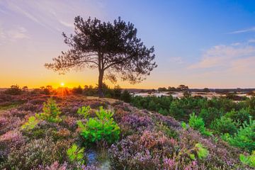 Kleurrijk heidelandschap bij zonsopkomst van Karla Leeftink