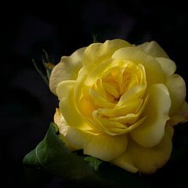 yellow beauty van foto-fantasie foto-fantasie