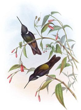 Paarse cœligene, John Gould van Hummingbirds