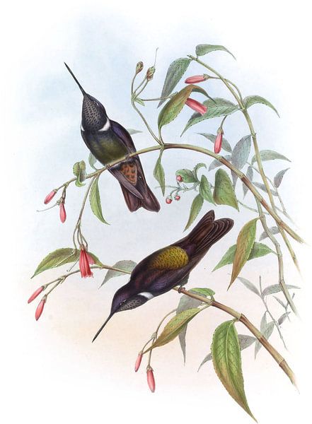 Purple Cœligene, John Gould by Hummingbirds