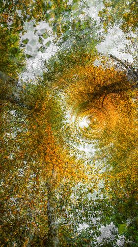 Leaf carousel a multiple exposure by Berthold Ambros