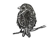 Sparrow ( drawing ) by Jose Lok thumbnail