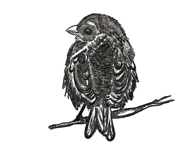 Sparrow ( drawing ) by Jose Lok