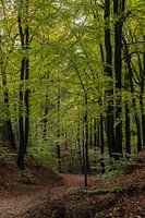 Veluwe