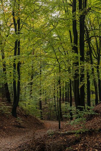 Veluwe