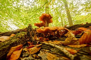 boom met paddenstoelen en bladeren sur Dirk van Egmond