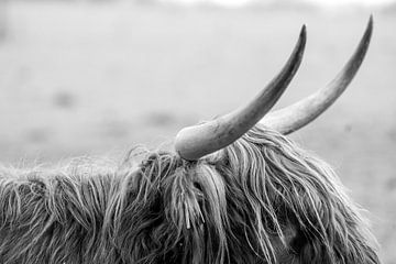 Oerkracht in Monochroom Detail van een Schotse Hooglander van Femke Ketelaar