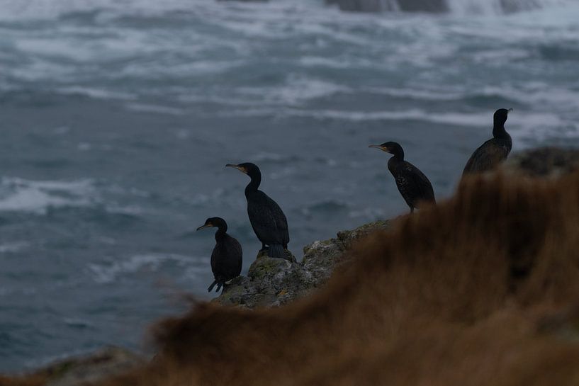 Groep aalscholvers aan de kust van Kai Müller