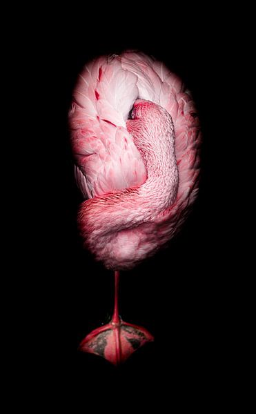 Flamingo pop-out by Tjerk Bruggeman