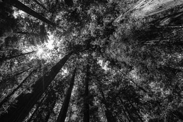 They Touch Heaven Monochrome - The Founders Grove