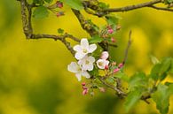 Ein Zweig der Apfelblüte von Marijke van Eijkeren Miniaturansicht